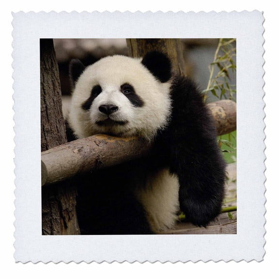 3dRose, Giant panda bears, Wolong China Conservation, CHINA-AS07 POX0370 - Pete Oxford, 8x8 inch quilt square