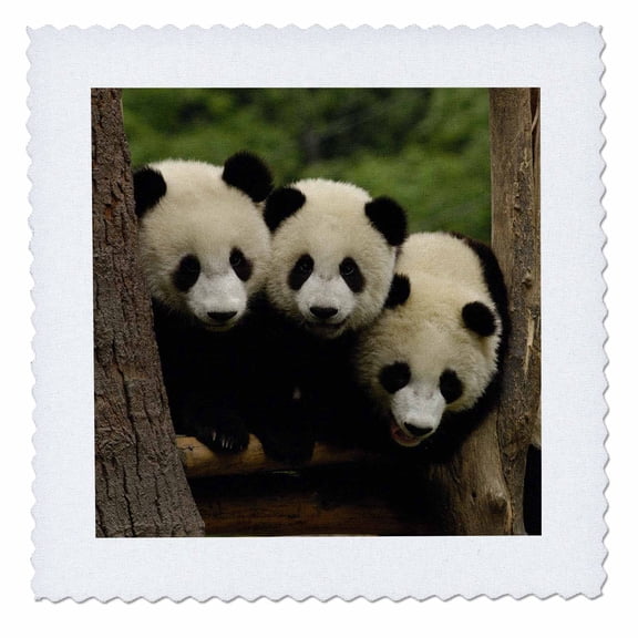 3dRose, Giant panda bears, Wolong China Conservation, CHINA-AS07 POX0378 - Pete Oxford, 12x12 inch quilt square