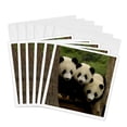 thumbnail image 1 of 3dRose, Giant panda bears, Wolong China Conservation, CHINA-AS07 POX0378 - Pete Oxford, 6 Greeting Cards with envelopes, 1 of 7
