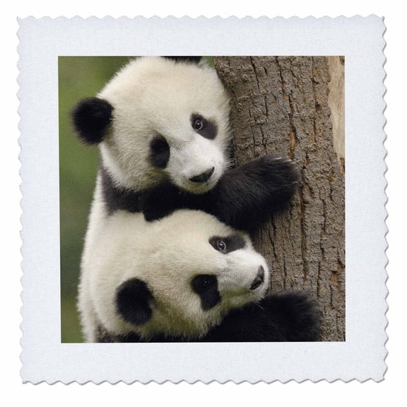 3dRose, Giant panda bears, Wolong China Conservation, CHINA-AS07 POX0412 - Pete Oxford, 8x8 inch quilt square