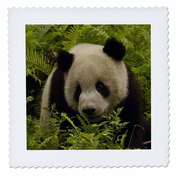 3dRose, Giant panda bears, Wolong China Conservation, CHINA-AS07 POX0658 - Pete Oxford, 8x8 inch quilt square