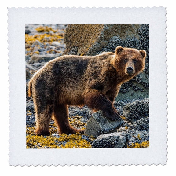 3dRose, Glacier Bay National Park. Brown bear on beach., 14x14 inch quilt square