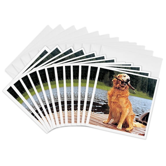3drose, Golden Retriever, 12 Greeting Cards with Envelopes