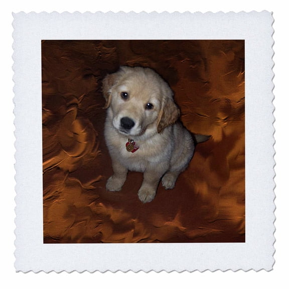 3dRose, Golden Retriever Puppy, 10x10 inch quilt square