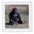 thumbnail image 1 of 3dRose, Gorilla Sticking His Tongue Out, 10x10 inch quilt square, 1 of 1