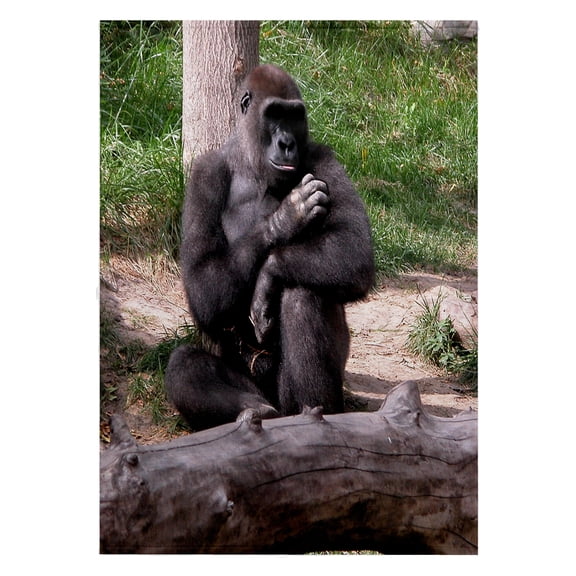 3dRose, Gorilla Touching Fur, 22x30 Bath Hand Pool Towel