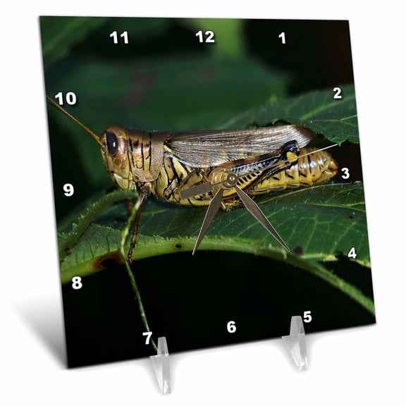 3dRose, Grasshopper On A Leaf, 6x6 Desk Clock