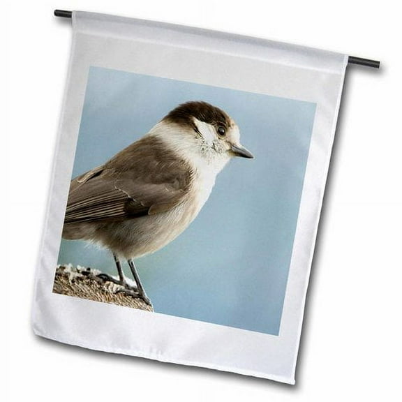 3dRose, Gray Jay bird, Earned nickname camp robber - US48 TDR0165 - Trish Drury, 12 x 18 inch Garden Flag
