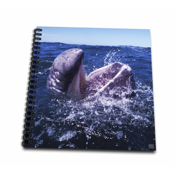 3dRose, Gray Whale Calf in San Ignacio Lagoon Eschrinchtius robustus Baja California, Mexico, Memory Book 12 x 12 inch