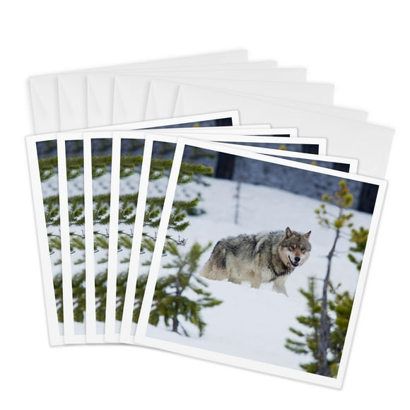 3dRose, Gray Wolf in Snow, 6 Greeting Cards with envelopes