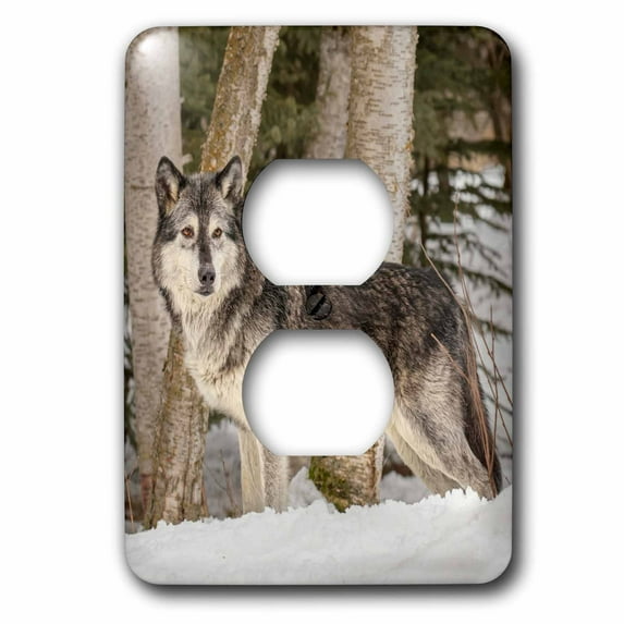 3dRose, Gray Wolf stands poud in winter scenic, canis lupus, Montana, 2 plug outlet cover