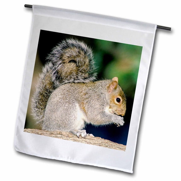 3dRose, Gray squirrel - NA02 AJE0299 - Adam Jones, 12 x 18 inch Garden Flag