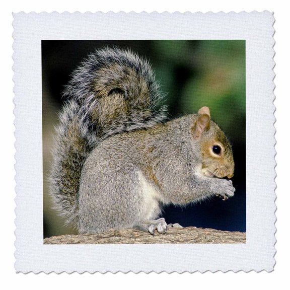 3dRose, Gray squirrel - NA02 AJE0299 - Adam Jones, 10x10 inch quilt square