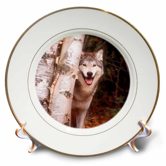 3dRose, Gray wolf in a forest, 8 inch Porcelain Plate