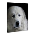 thumbnail image 1 of 3dRose, Great Pyrenees Dog Portrait on Black Painted, Museum Grade Canvas Wrap 11x14, 1 of 7