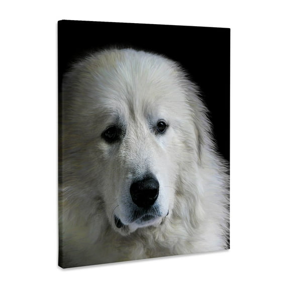 3dRose, Great Pyrenees Dog Portrait on Black Painted, Museum Grade Canvas Wrap 11x14