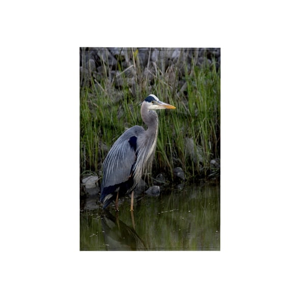 3dRose, Great blue heron bird Maumee Bay Refuge, Ohio - US36 DFR0038 - David R. Frazier, 15x22 Hand Towel