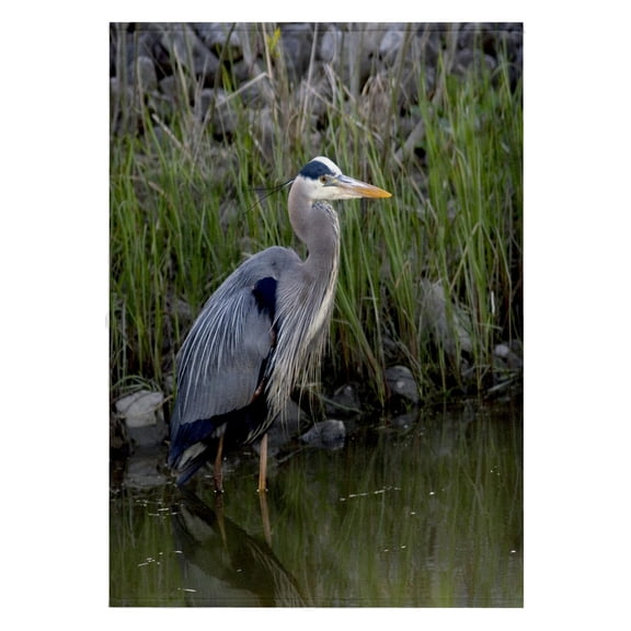 3dRose, Great blue heron bird Maumee Bay Refuge, Ohio - US36 DFR0038 - David R. Frazier, 22x30 Bath Hand Pool Towel