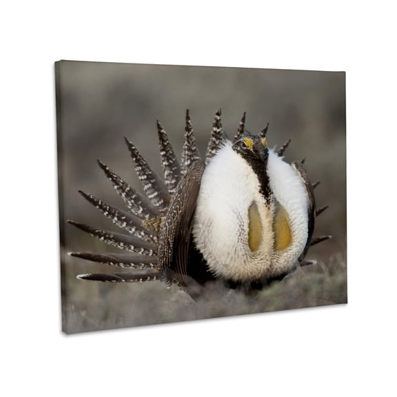 3dRose, Greater Sage Grouse bird, Foster Flats, Oregon - US38 RBR0065 - Rick A. Brown, Museum Grade Canvas Wrap 14x11