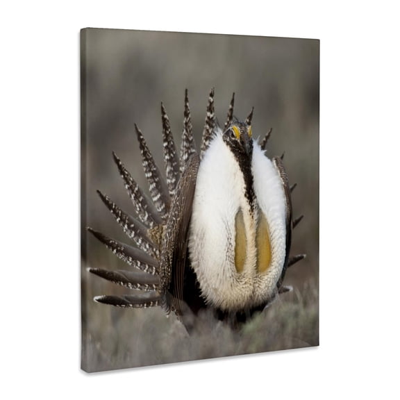 3dRose, Greater Sage Grouse bird, Foster Flats, Oregon - US38 RBR0065 - Rick A. Brown, Museum Grade Canvas Wrap 8x10