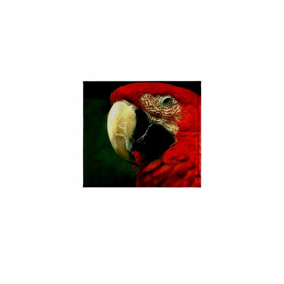 3dRose, Green-Winged Macaw, 11x12 Wash Cloth for Face and Body