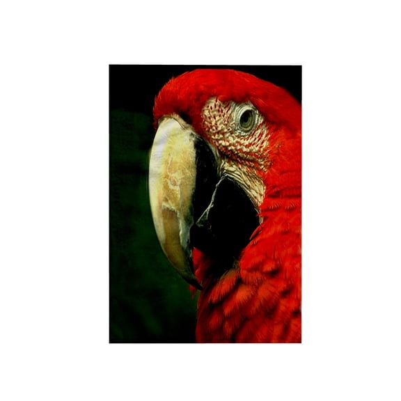 3dRose, Green-Winged Macaw, 15x22 Hand Towel