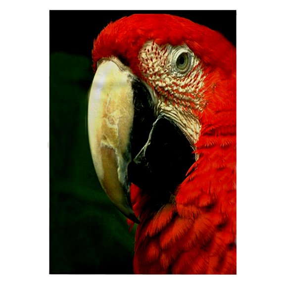 3dRose, Green-Winged Macaw, 22x30 Bath Hand Pool Towel