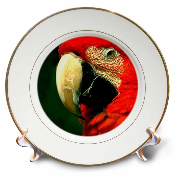 3dRose, Green-Winged Macaw, 8 inch Porcelain Plate