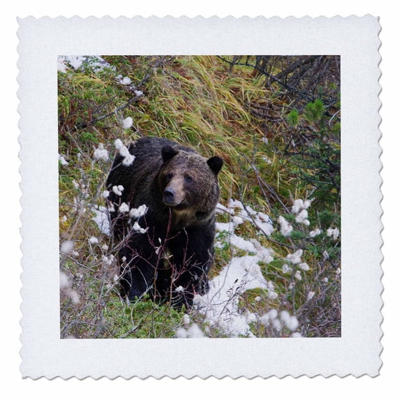 3dRose, Grizzly Bear, Snow, 14x14 inch quilt square