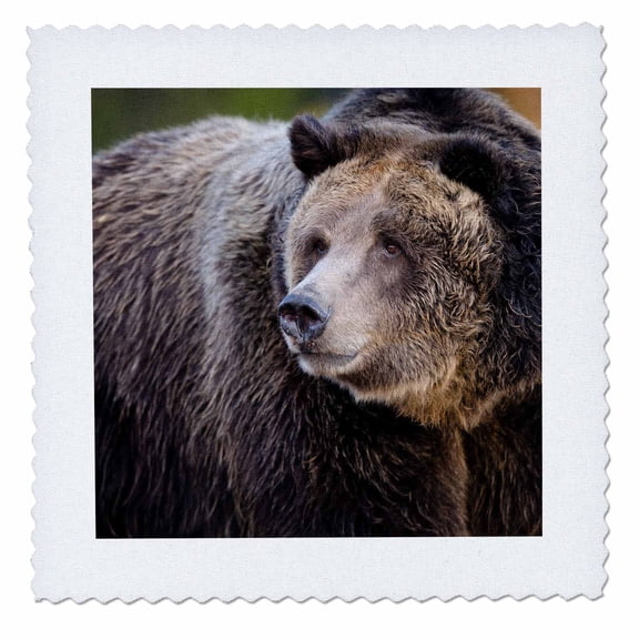 3dRose, Grizzly Bear, West Yellowstone, Montana, 10x10 inch quilt square