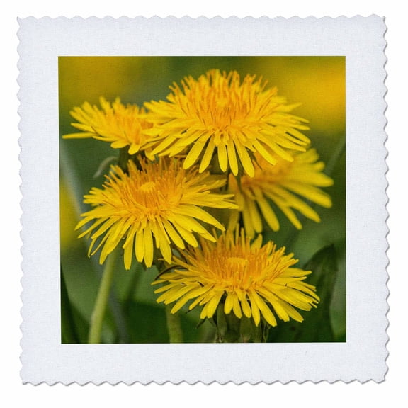 3dRose, Group of Dandelions, Great Smoky Mountains, National Park, Tennessee, 12x12 inch quilt square