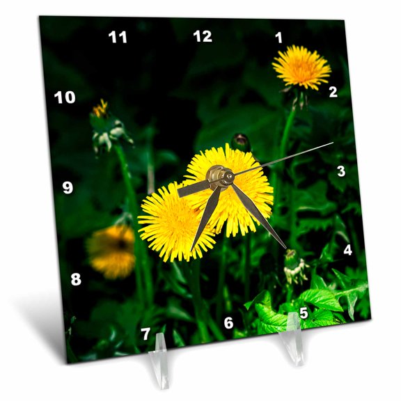 3dRose, Group of sunlit yellow dandelion flowers. Emerald green grass, 6x6 Desk Clock