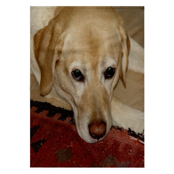 3dRose, Happy Lab, 22x30 Bath Hand Pool Towel