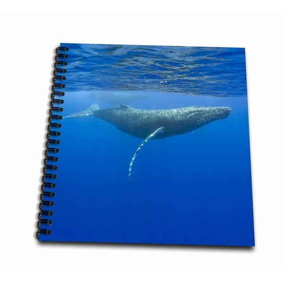 3dRose, Hawaii, Big Island, Humpback Whale - US12 PSO0028 - Paul Souders, Drawing Book 8 x 8 inch