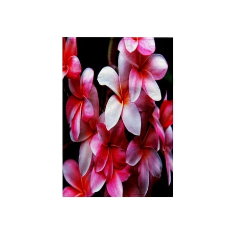 3dRose, Hawaiian Fuchsia Colored Plumeria Flowers, 15x22 Hand Towel