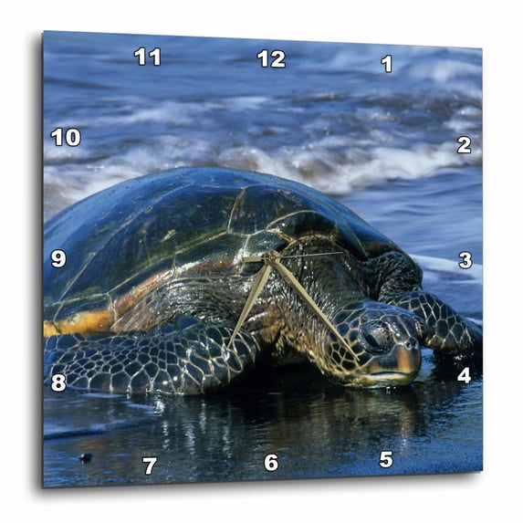 3dRose, Hawaiian Green Sea Turtle, Punaluu, Hawaii - US12 KSC0007 - Kevin Schafer, 10x10 Wall Clock