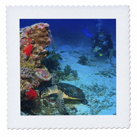 3dRose, Hawksbill Turtle, Scuba Diver, Micronesia - OC16 SWS0045 - Stuart Westmorland, 10x10 inch quilt square