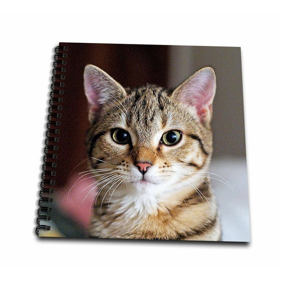 3dRose, Hello Kitty - animal, moggie, tabbies, tabby cat, cat, cats, cute, Memory Book 12 x 12 inch