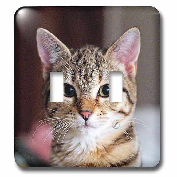 3dRose, Hello Kitty - animal, moggie, tabbies, tabby cat, cat, cats, cute, double toggle switch