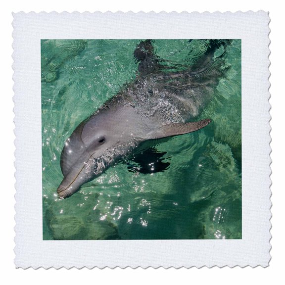3dRose, Honduras, Honduran Bay Islands. Anthonys Key, bottlenose dolphin., 6x6 inch quilt square