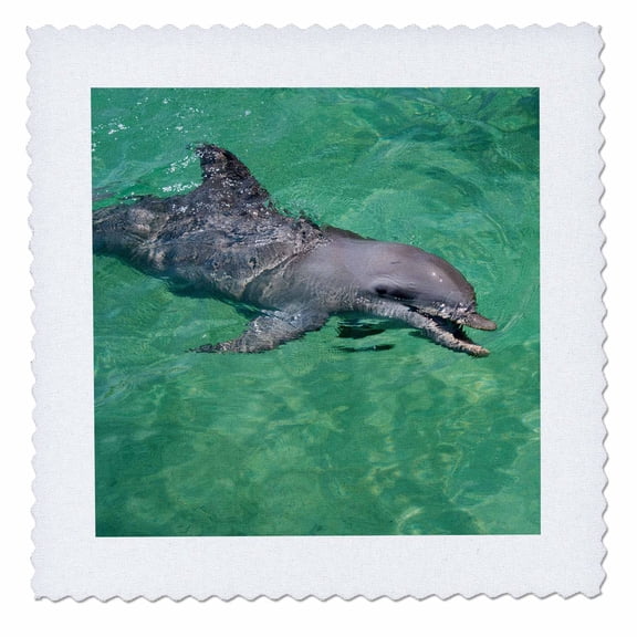 3dRose, Honduras, Honduran Bay Islands. Anthonys Key, bottlenose dolphin., 6x6 inch quilt square
