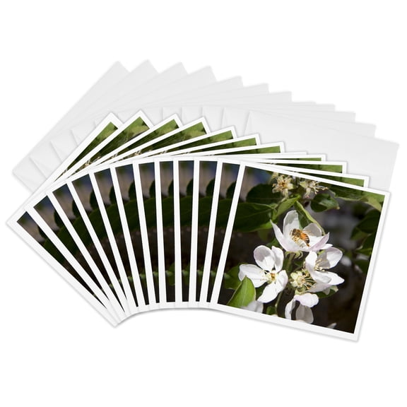 3drose, Honey Bee on Apple Blossoms in Idaho - Us13 Dfr0565 - David R. Frazier, 12 Greeting Cards with Envelopes