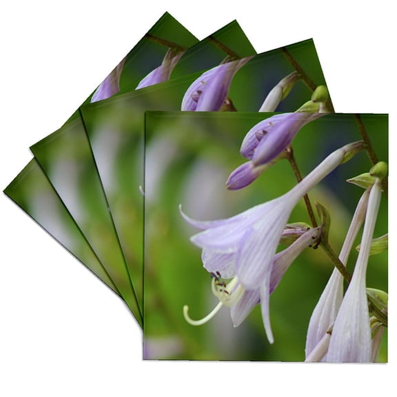 3dRose, Hosta Flower, Set of 4 Ceramic Tile Coasters