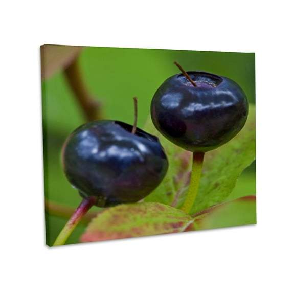 3dRose, Huckleberry fruit, Flathead National Forest, Montana - US27 CHA1441 - Chuck Haney, Museum Grade Canvas Wrap 20x16