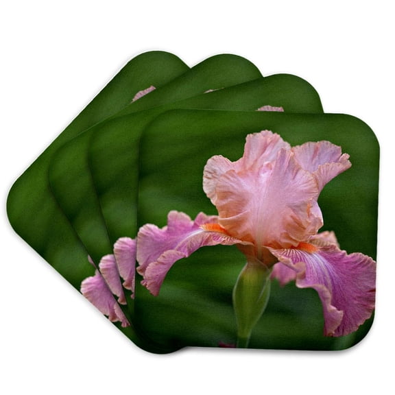 3drose, Hybrid Bearded Iris Flower, Louisville, Kentucky - Na01 Aje0110 - Adam Jones, Set of 4 Coasters - Soft