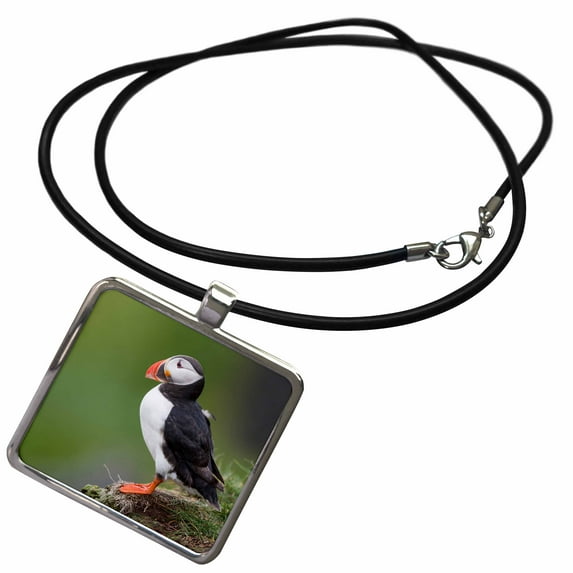 3dRose, Iceland, Westfjords, Atlantic puffin looking over a grassy hillside., Necklace With Rectangle Pendant