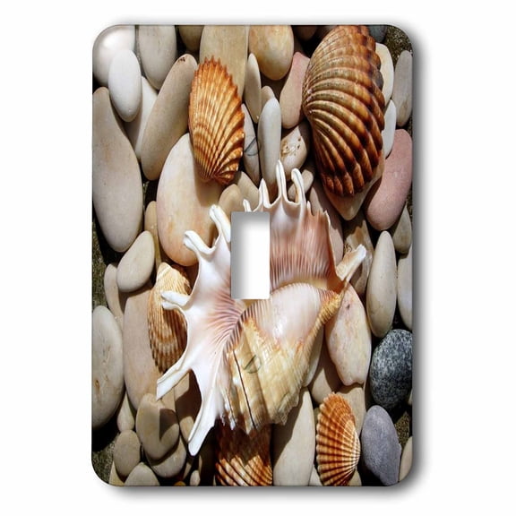 3dRose, Image of Florida Sea Shells On Stones, single toggle switch