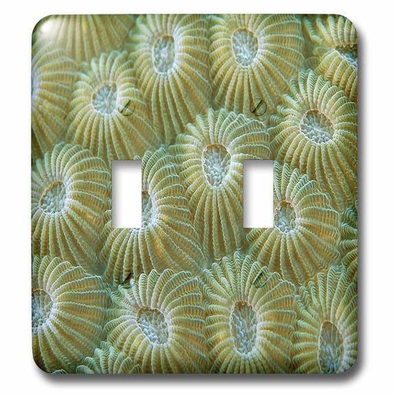 3dRose, Image of Underwater Coral In Pacific Ocean, double toggle switch