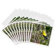 thumbnail image 1 of 3drose, Image of Yellow and White Gold Finch on Tree Branch, 12 Greeting Cards with Envelopes, 1 of 7