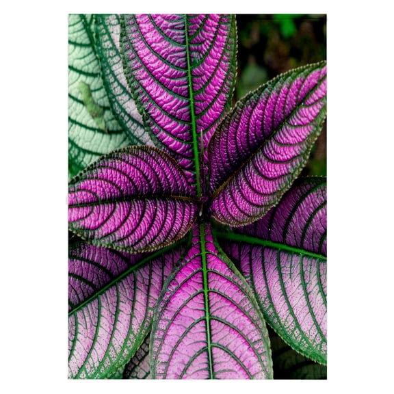 3dRose, Image of a Persian Shield Plant, Strobilanthes dyerianus, Costa Rica, 22x30 Bath Hand Pool Towel